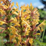 Agastachen Agastachen